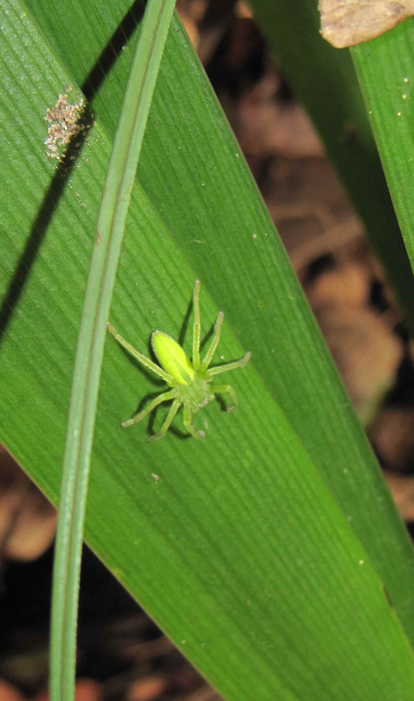 Micrommata virescens